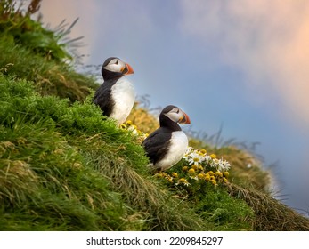 Atlantic puffin colonies on the cliffs along the famous Reynisfjara Black Sand Beach and Dyrhólaey in Southern Iceland - Shutterstock ID 2209845297