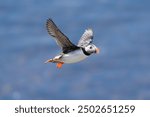 Atlantic puffin, common puffin - Fratercula arctica - in flight with blue sea water in backgroud. Photo from Grimsey Island in Iceland.