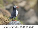 Atlantic puffin, common puffin - Fratercula arctica - on rock at dark background. Photo from Dyrhólaey Penisula in Iceland. Copy space on right side.