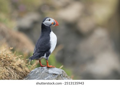 Atlantic puffin, common puffin - Fratercula arctica - on rock at dark background. Photo from Dyrhólaey Penisula in Iceland. Copy space on right side. - Powered by Shutterstock