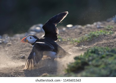 Atlantic Puffin Crash Landing During The Breading Season On Skomer Island, Wales.