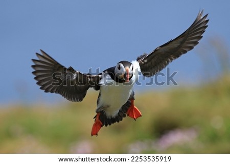 The Atlantic puffin in the flight (Fratercula arctica) with beek full of eels on its way to nesting burrow in breeding colony, Shetland islands
