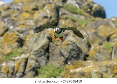 Atlantic puffin flying back and forth to the burrow on the Isle of May