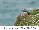 Atlantic puffin (Fratercula arctica) calling amongst spring flowers on a cliff on Great Saltee Island off the coast of Ireland.