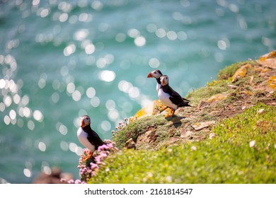 Atlantic Puffin (Fratercula arctica) at the cliffs - Powered by Shutterstock