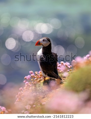 Atlantic Puffin (Fratercula arctica) at the cliffs surrounded by wild flowers