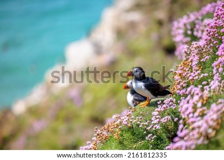 Atlantic Puffin (Fratercula arctica) at the cliffs surrounded by wild flowers