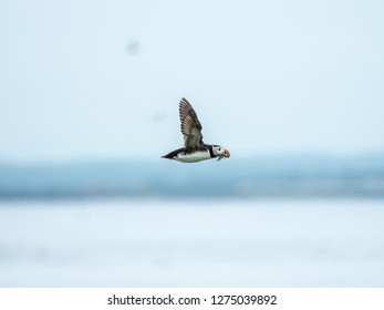 Atlantic puffin (Fratercula arctica), common puffin flying