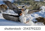 Atlantic puffin (Fratercula arctica) fighting in snow at Hornøya island, Norway