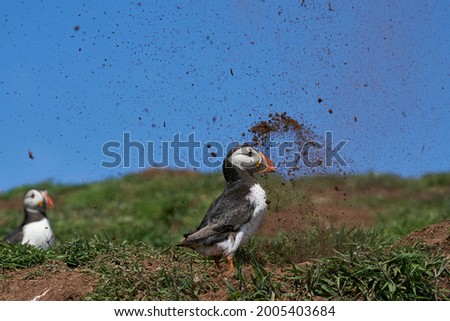 Atlantic puffin (Fratercula arctica) getting showered in earth by a hidden puffin digging out an underground nesting burrow on Skomer Island off the coast of Pembrokeshire in Wales, United Kingdom