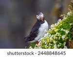 Atlantic puffin (Fratercula arctica), also known as the common puffin.