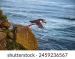 Atlantic puffin (Fratercula arctica), also known as the common puffin.