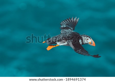 Atlantic Puffin - Fratercula arctica, also known as the common puffin, is a species of seabird in the auk family. his puffin has a black crown and back, pale grey cheek patches and white underparts.