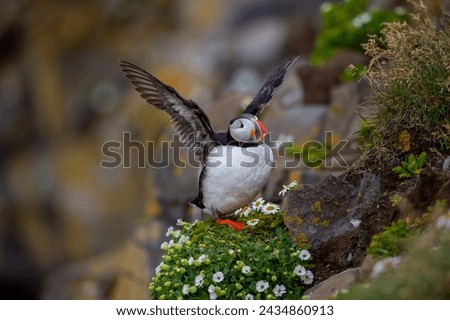 Atlantic puffin (Fratercula arctica), also known as the common puffin.
