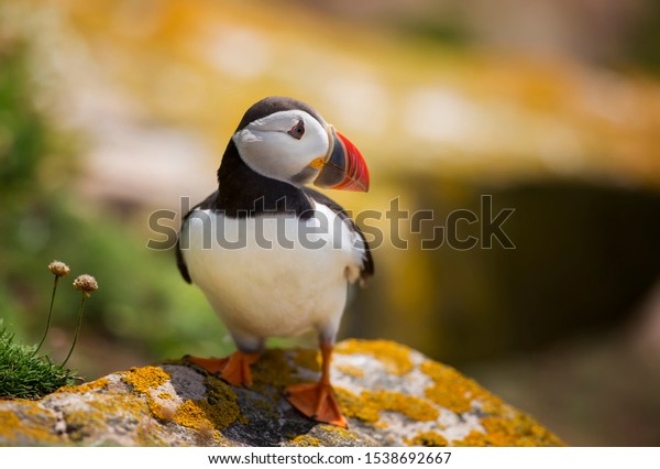 Atlantic Puffin - Fratercula arctica, also\
known as the common puffin, is a species of seabird in the auk\
family. his puffin has a black crown and back, pale grey cheek\
patches and white\
underparts.