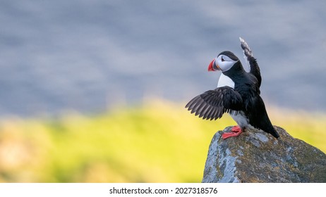 Atlantic Puffin (Fratercula Arctica) From Norway Portrait With Negative Space Nesting