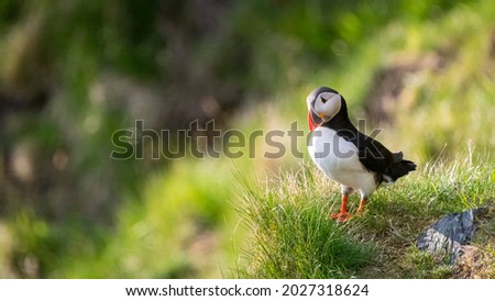 Atlantic puffin (Fratercula arctica) from Norway portrait with negative space nesting