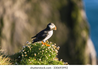 Atlantic puffin -fratercula arctica- on a coast cliff in Western Iceland