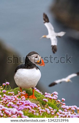 Atlantic puffin (Fratercula arctica) on sea cliff top and flying gannets in seabird colony, Shetland Islands, Scotland, UK