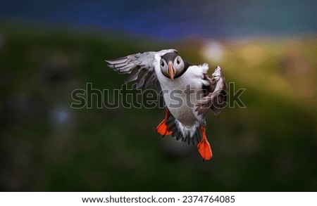 Atlantic puffin (Fratercula arctica), on the rock on the island of Runde (Norway). It is the only puffin native to the Atlantic Ocean.