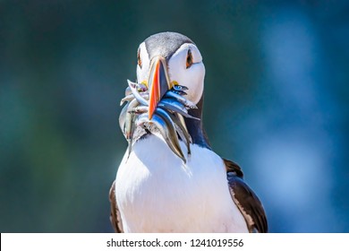 Atlantic Puffin, Fratercula Arctica Portrait With Sand Eels In Beak,  In Its Natural Habitat-Skomer Island, Uk.Cute And Colourful Bird.Stunning British Wildlife.Nature Uk.Natural World Conservation.