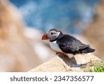 Atlantic Puffin "Fratercula arctica" sits on rock ledge looking down to blue sea ocean. Side profile bright red orange beak. Wildlife on steep cliff at Great Saltee Island, Wexford, Ireland