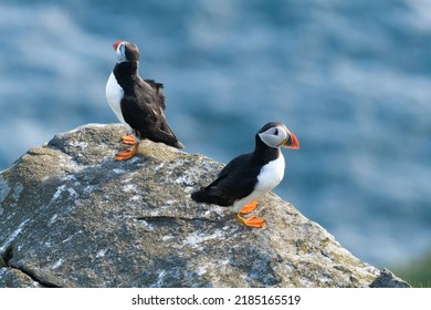 Atlantic puffin (Fratercula arctica) sitting on a rock. Common puffin male and female puffin