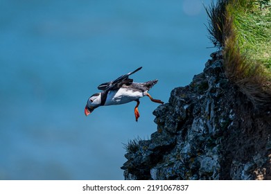 Atlantic Puffin, Fratercula Arctica, Taking To Flight From A Grass Cliff Edge