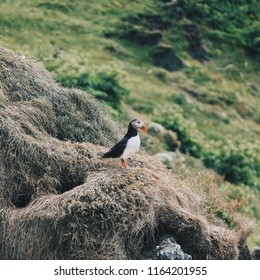 Atlantic puffin (Fratercula arctica)-Puffins with beautiful scenery in background! Taken in Iceland