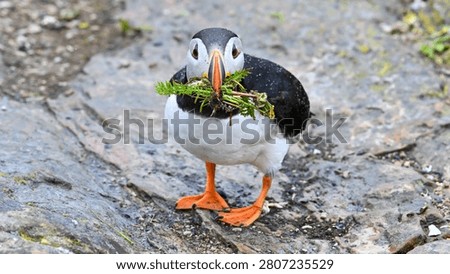 An Atlantic Puffin gathers nesting materials in Elliston, Newfoundland, Canada.