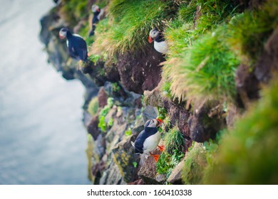 Atlantic Puffin In Iceland