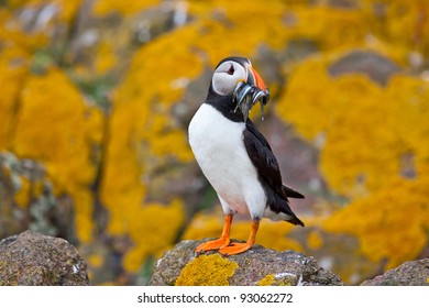 Atlantic Puffin, Isle Of May, Scotland