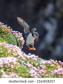 Atlantic Puffin Jumping Down The Cliff