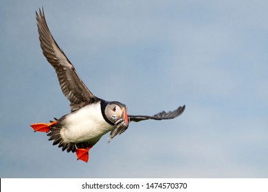 Atlantic puffin also know as common puffin is a species of seabird in the auk family. at Iceland, Atlantic puffin with sand eels in its beak, flying, feeding, and perched on a rock,