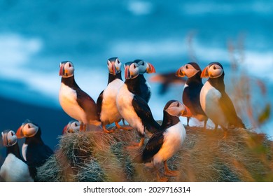Atlantic puffin also know as common puffin is a species of seabird in the auk family. Iceland, Norway, Faroe Islands, Newfoundland and Labrador in Canada are known to be large colony of this puffin. - Shutterstock ID 2029716314