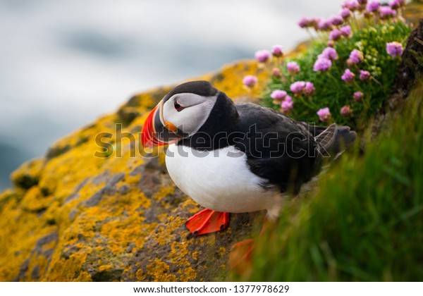 Atlantic puffin also know as common puffin is a\
species of seabird in the auk family. Iceland, Norway, Faroe\
Islands, Newfoundland and Labrador in Canada are known to be large\
colony of this puffin.