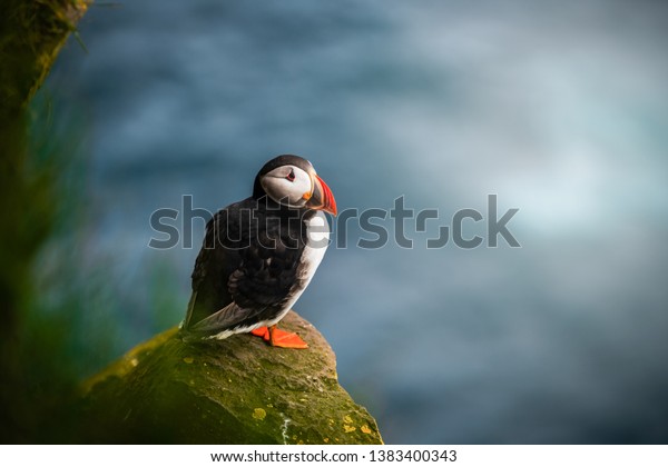 Atlantic puffin also know as common puffin is a\
species of seabird in the auk family. Iceland, Norway, Faroe\
Islands, Newfoundland and Labrador in Canada are known to be large\
colony of this puffin.