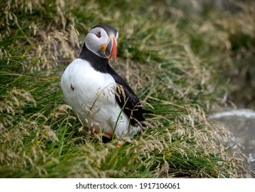 The Atlantic puffin, also known as the common puffin 