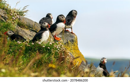 The Atlantic puffin, also known as the common puffin, is a species of seabird in the auk family. It is the only puffin native to the Atlantic Ocean; Iceland.