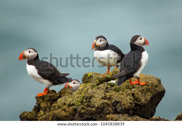 Atlantic puffin ,\
also known as the common puffin, is a species of seabird in the auk\
family. his puffin has a black crown and back, pale grey cheek\
patches and white\
underparts.
