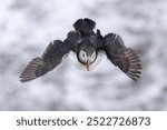 The Atlantic puffin, also known as the “sea parrot,” is a seabird with a colourful beak and black-and-white plumage. It breeds on North Atlantic coasts and islands.