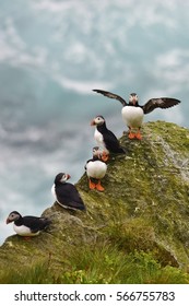 Atlantic Puffin, Northern Islands Of Norway