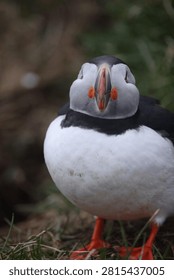 Atlantic Puffin on cliff in Eastern Iceland