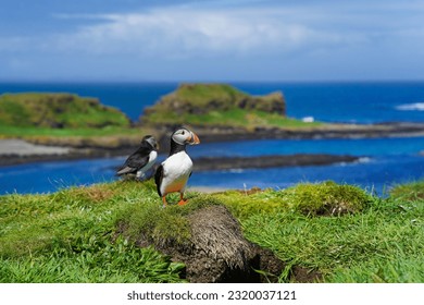 Atlantic puffin on the isle of Lunga in Scotland. The puffins breed on Lunga, a small island of the coast of Mull.