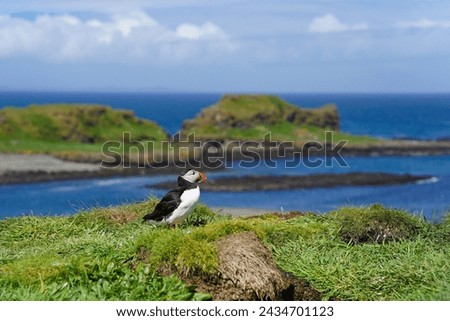 Atlantic puffin on the isle of Lunga in Scotland. Fratercula arctica bird on the Treshnish isles. The puffins breed on Lunga, a small island of the coast of Mull.