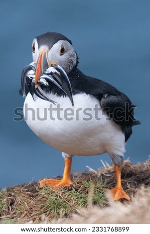 Atlantic puffin on the move with catch of sand eels on the island of Lunga, Scotland