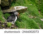 Atlantic puffin on Skellig Michael County Kerry Ireland