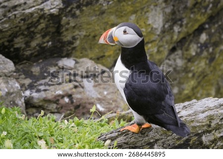 Atlantic puffin on Skellig Michael County Kerry Ireland
