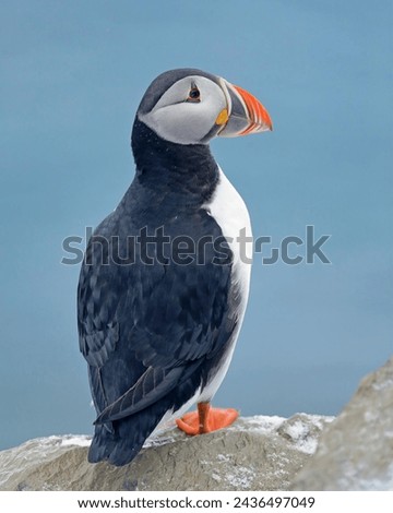 The Atlantic Puffin, scientifically known as Fratercula arctica, is a charming seabird that belongs to the auk family, Alcidae. 