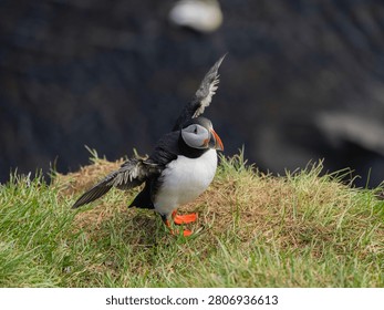 An Atlantic puffin spreads its wings while standing on a grassy ledge in East Iceland, dark cliff rock blurred behind it in soft spring daylight.